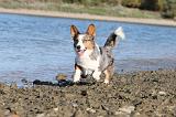 CORGI CARDIGAN 089